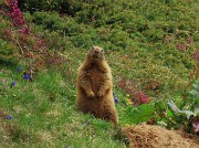 Festa di fiori e marmotte sui sentieri per i Monti Foppa (1895 m) e Avaro (2088 m)